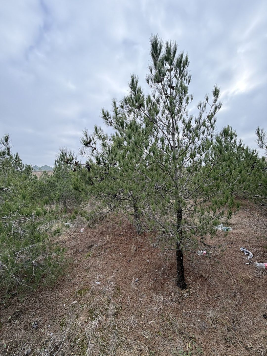 Satılır torpaq 9 sot — Torpaq, Bakı (4)