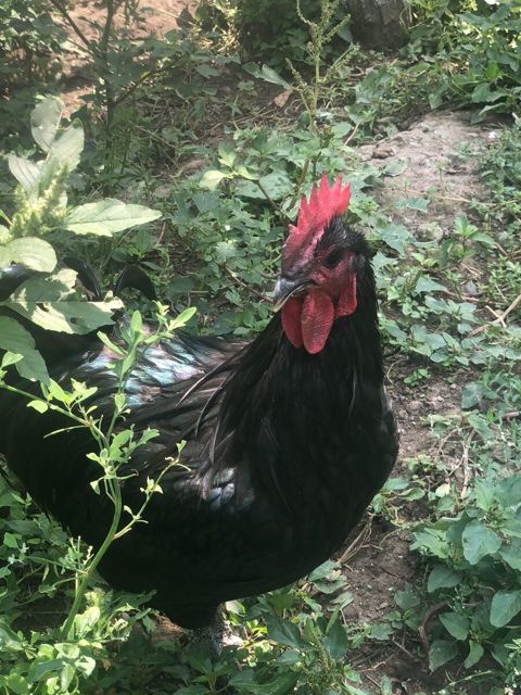 Avstralorp xoruzları — Bakı