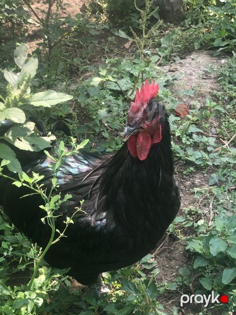 Avstralorp xoruzları — Bakı