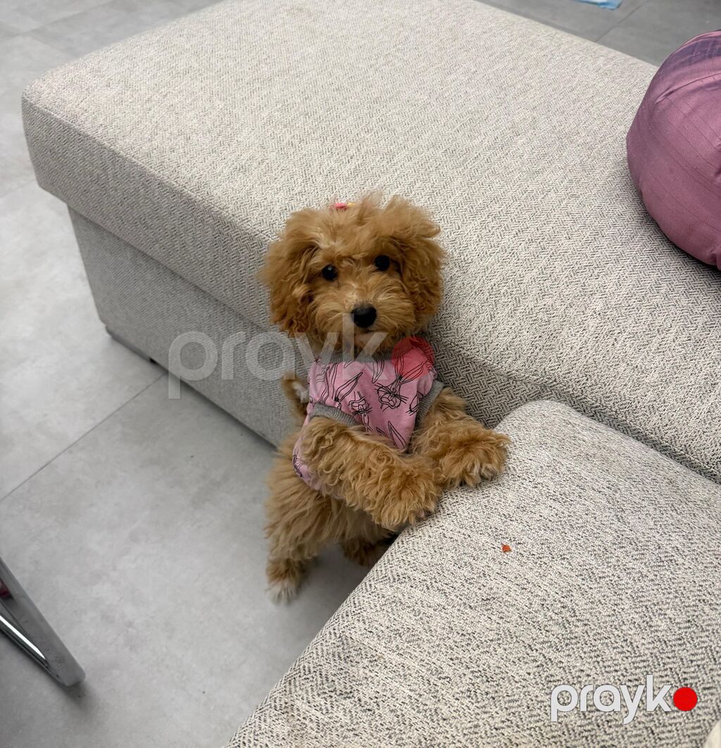 Maltipu (Maltipoo) balası – dişi Rəng: “ice gold” / buzlu krem Doğum — Digər, Bakı (3)