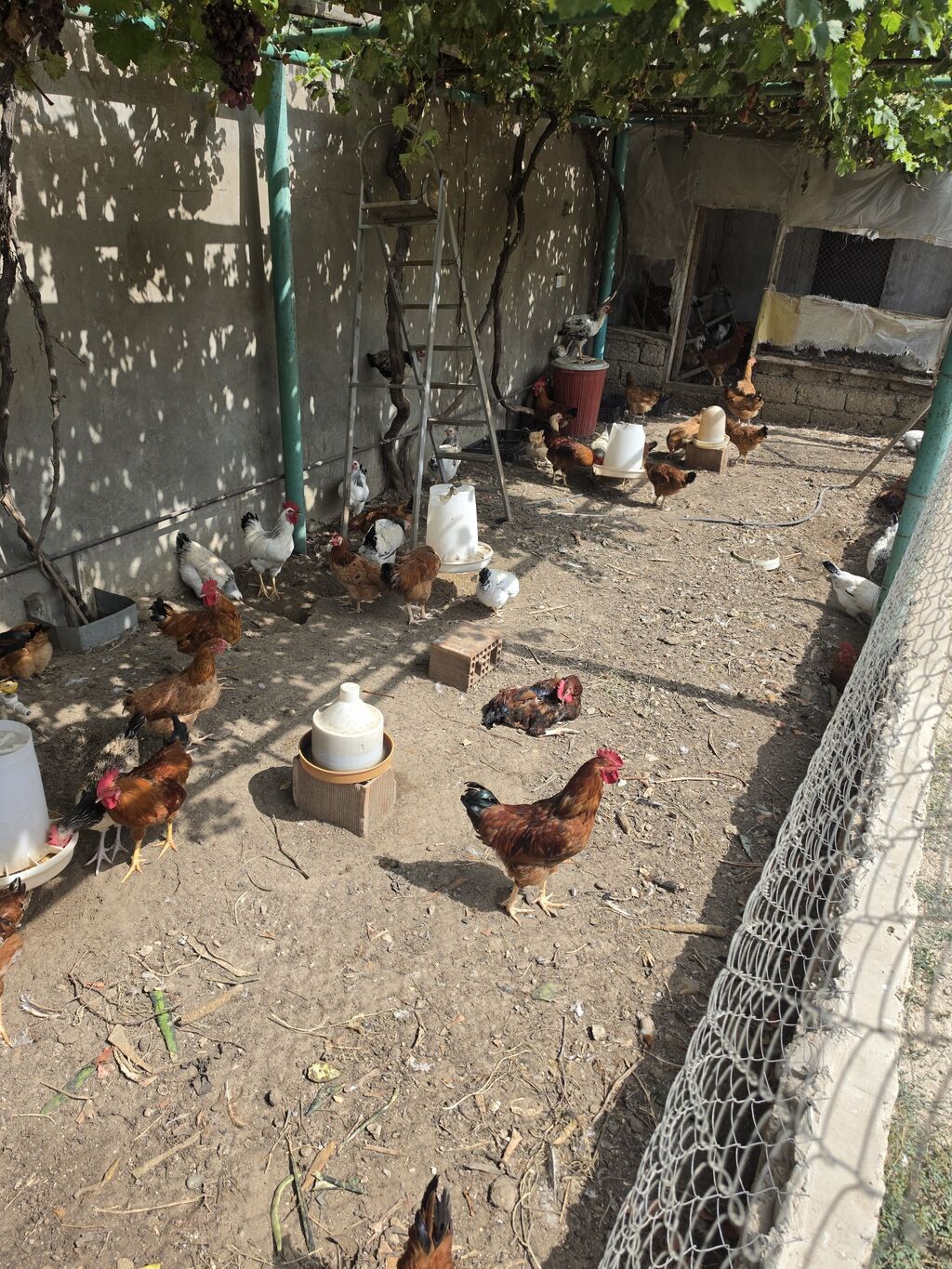 Tam sağlam vəziyyətdədir, hər bir vaksini olunub, həm yemək üçün həm — Toyuq və xoruz, Digah