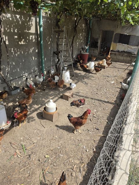 Tam sağlam vəziyyətdədir, hər bir vaksini olunub, həm yemək üçün həm — Digah