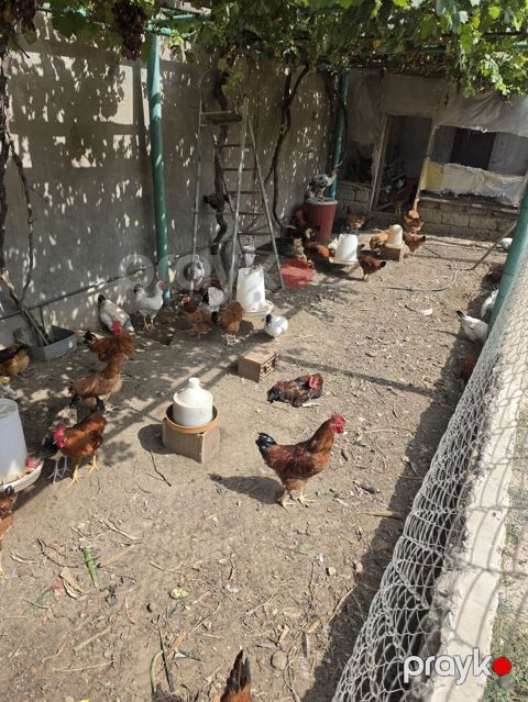 Tam sağlam vəziyyətdədir, hər bir vaksini olunub, həm yemək üçün həm