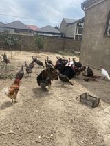 Məhsul: Hinduşka sürüsü Təsvir: - Həyət şəraitində saxlanılan sağlam — Quşlar — Digər