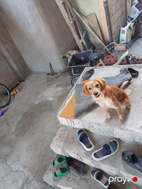 Koker spaniel — Bakı