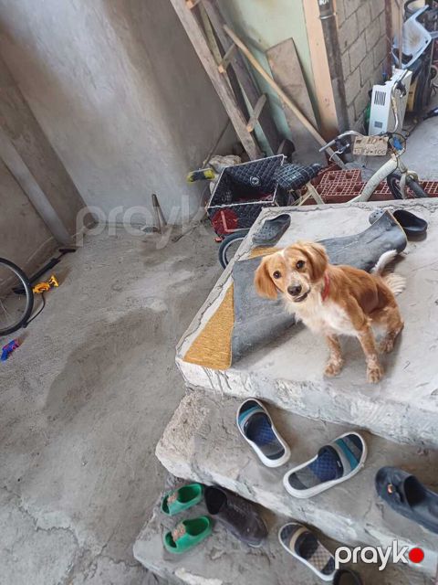 Koker spaniel — Bakı