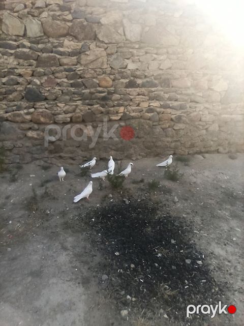 Kom 8qusdu tergidrem bilen bilir ki menim quşları neye qadirdir — Gəncə