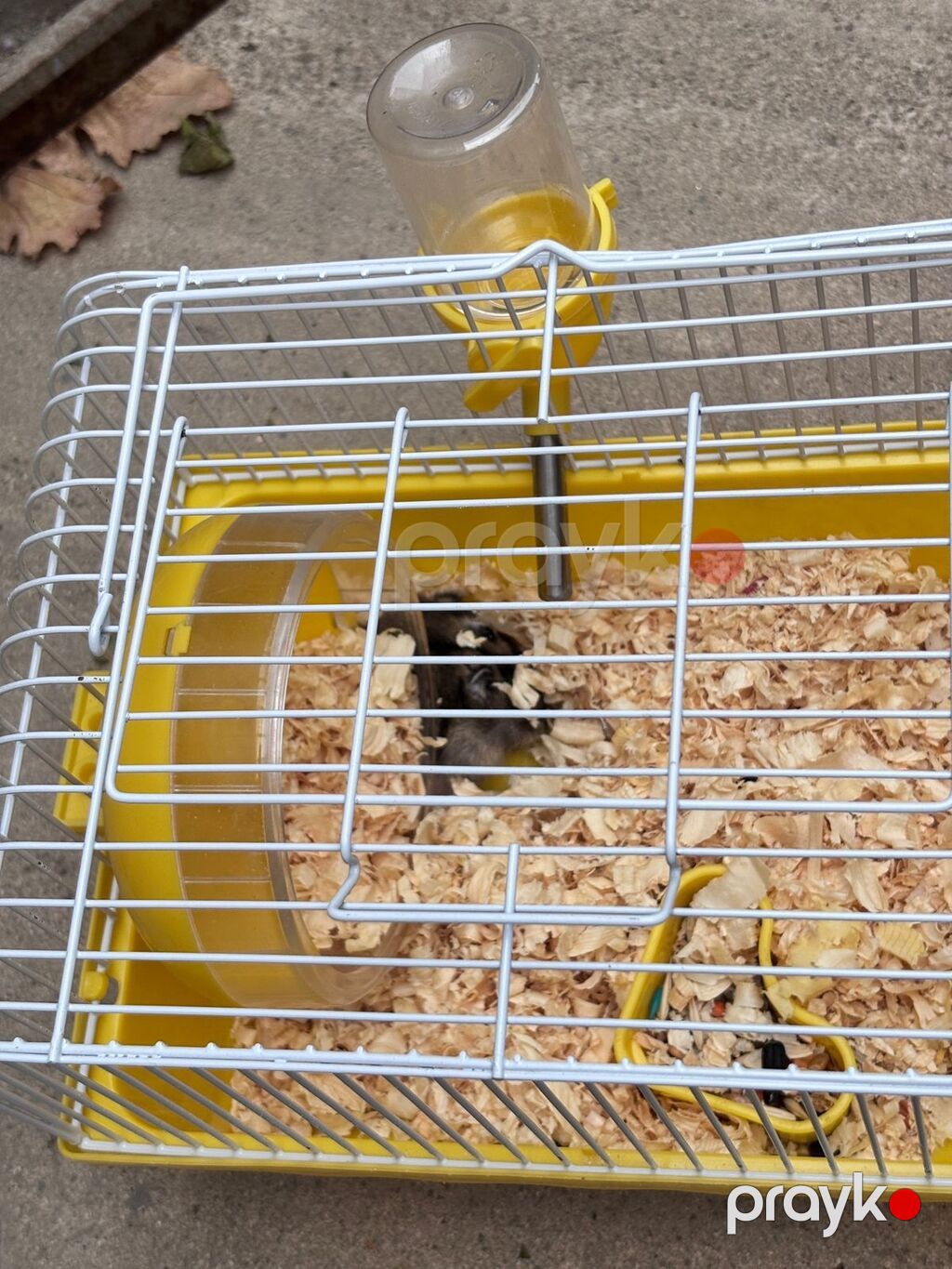 2 xamyak 2 qefes cixdi satisa 1 disi 1 erkek real alicilar narahat — Kəmiçilər, Sumqayıt (2)