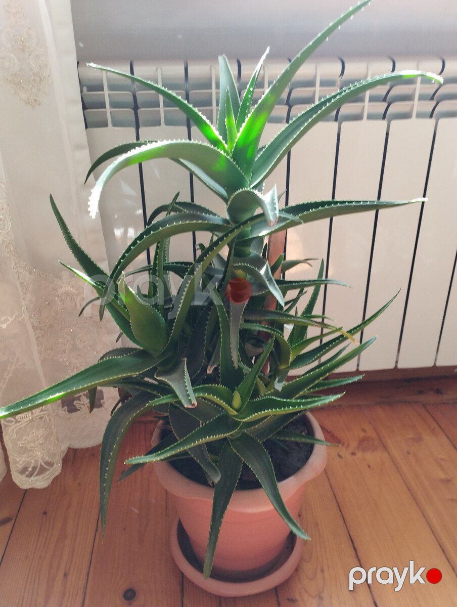Aloe gülü — Bitkilər, Bakı (2)