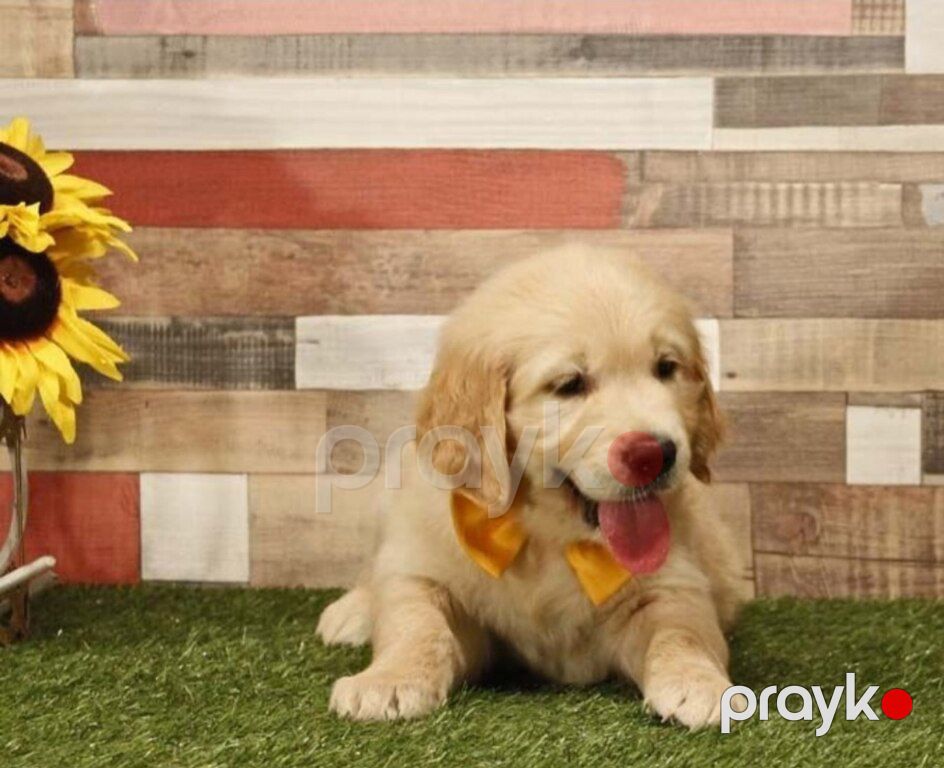 Labrador Retriver — Köpəklər, Bakı (5)