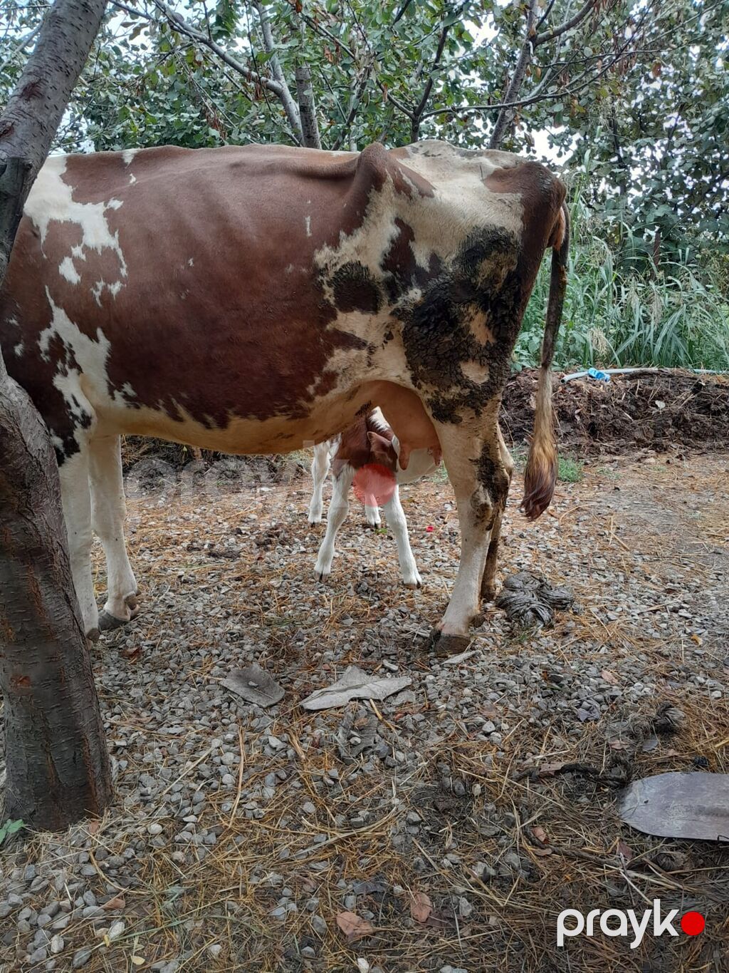 Dişi, Simental, il: 3, 1000 kq, Südlük, Ödənişli çatdırılma — Kənd təsərrüfatı heyvanları, Xaçmaz (9)