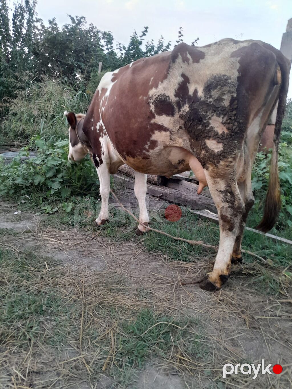 Dişi, Simental, il: 3, 1000 kq, Südlük, Ödənişli çatdırılma — Kənd təsərrüfatı heyvanları, Xaçmaz (3)