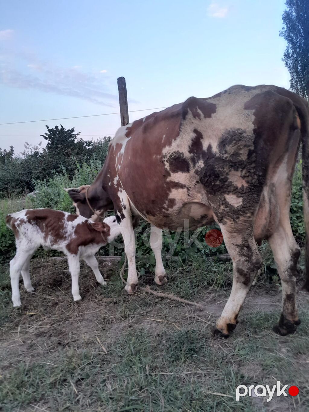 Dişi, Simental, il: 3, 1000 kq, Südlük, Ödənişli çatdırılma — Kənd təsərrüfatı heyvanları, Xaçmaz (6)