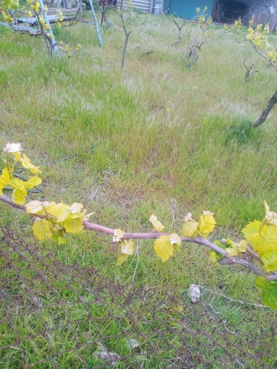 10 sot torpaq sahəsi, Maştağa qəs — Torpaq, Bakı