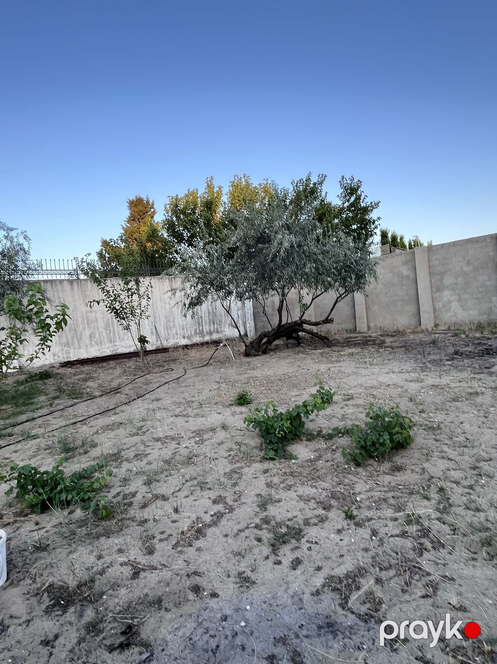Bağ -11,3 sot sərin tərəf dəniz yaninda 5 dəq maşinan ev əla — Ev, villa, Digah (8)
