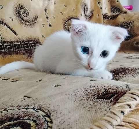 Şotland pişiyi balası — Bakı