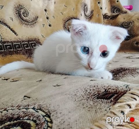 Şotland pişiyi balası — Bakı