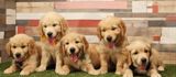 Labrador Retriver — İtlər