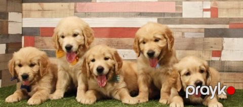 Labrador Retriver — Bakı