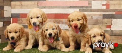 Labrador Retriver — Bakı