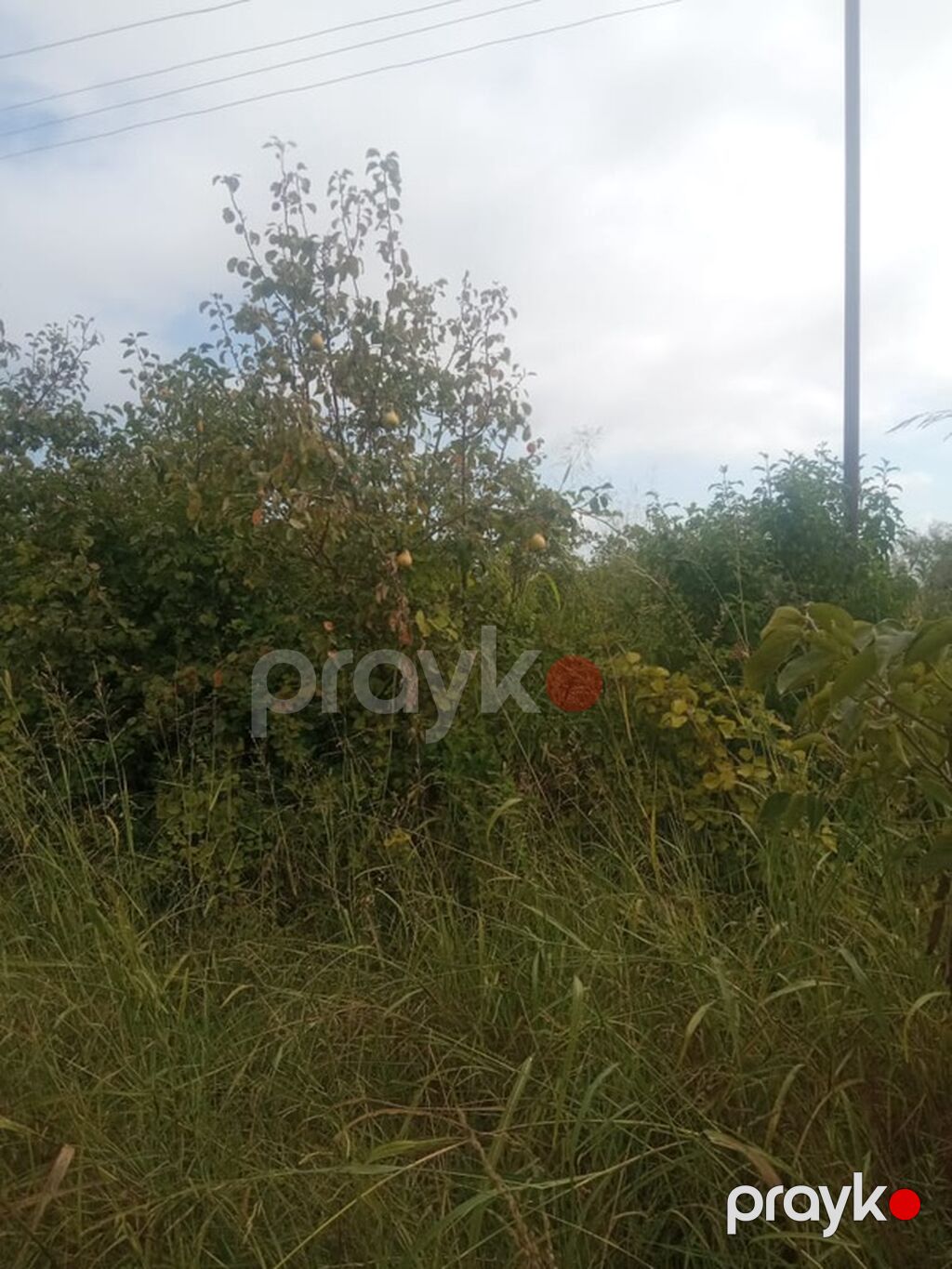 300 sot, Biznes üçün, Mülkiyyətçi, Kupça (Çıxarış) — Torpaq, Göyçay (7)