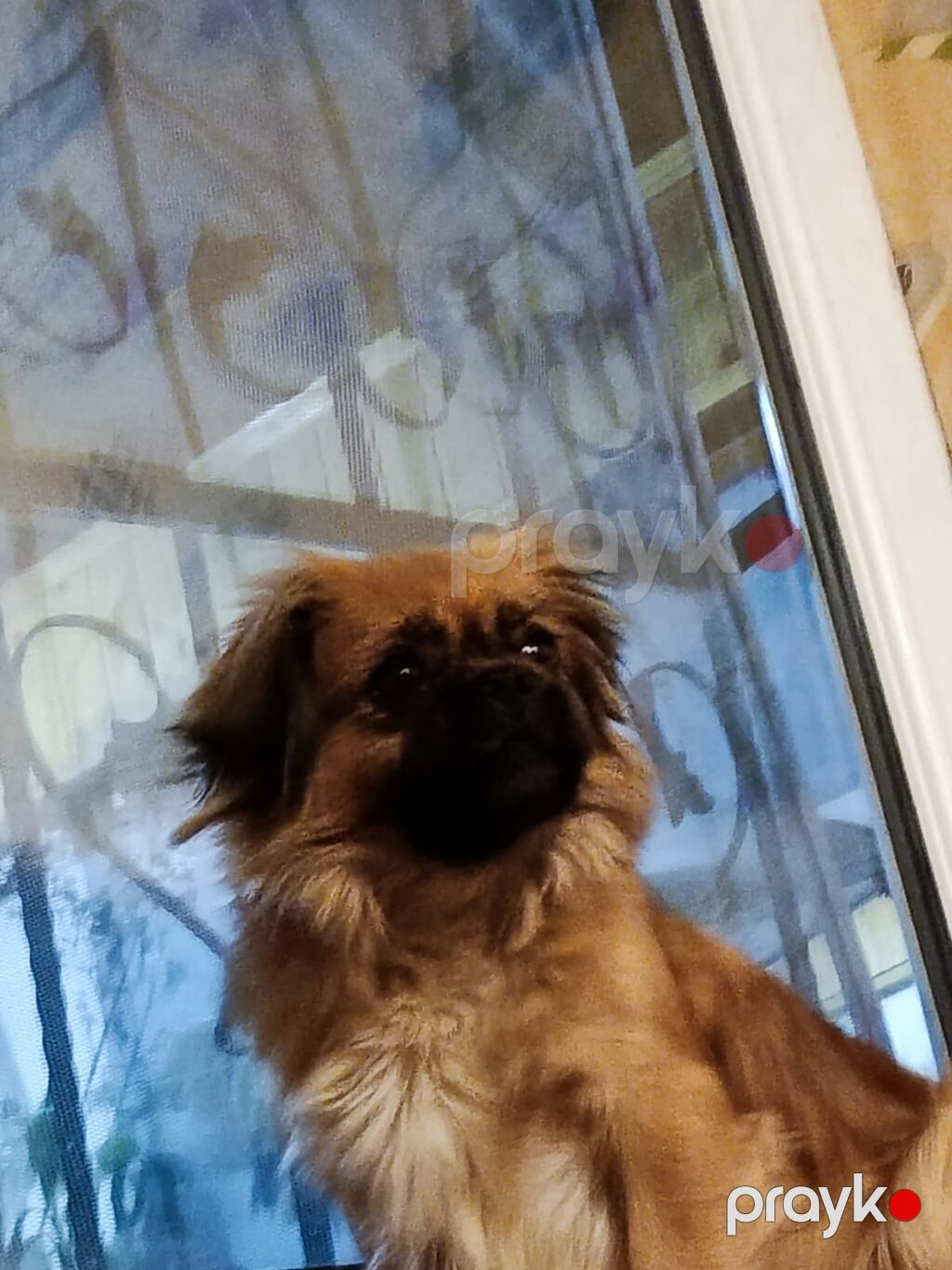 Pekines, Dişi — Köpəklər, Digah (4)