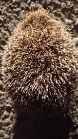 Kirpi – canlı heyvan - Növ: adi kirpi (Erinaceus europaeus tipli) — Siçanlar