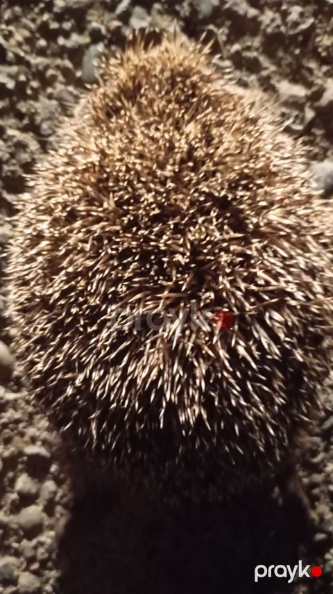 Kirpi – canlı heyvan - Növ: adi kirpi (Erinaceus europaeus tipli) — Lerik