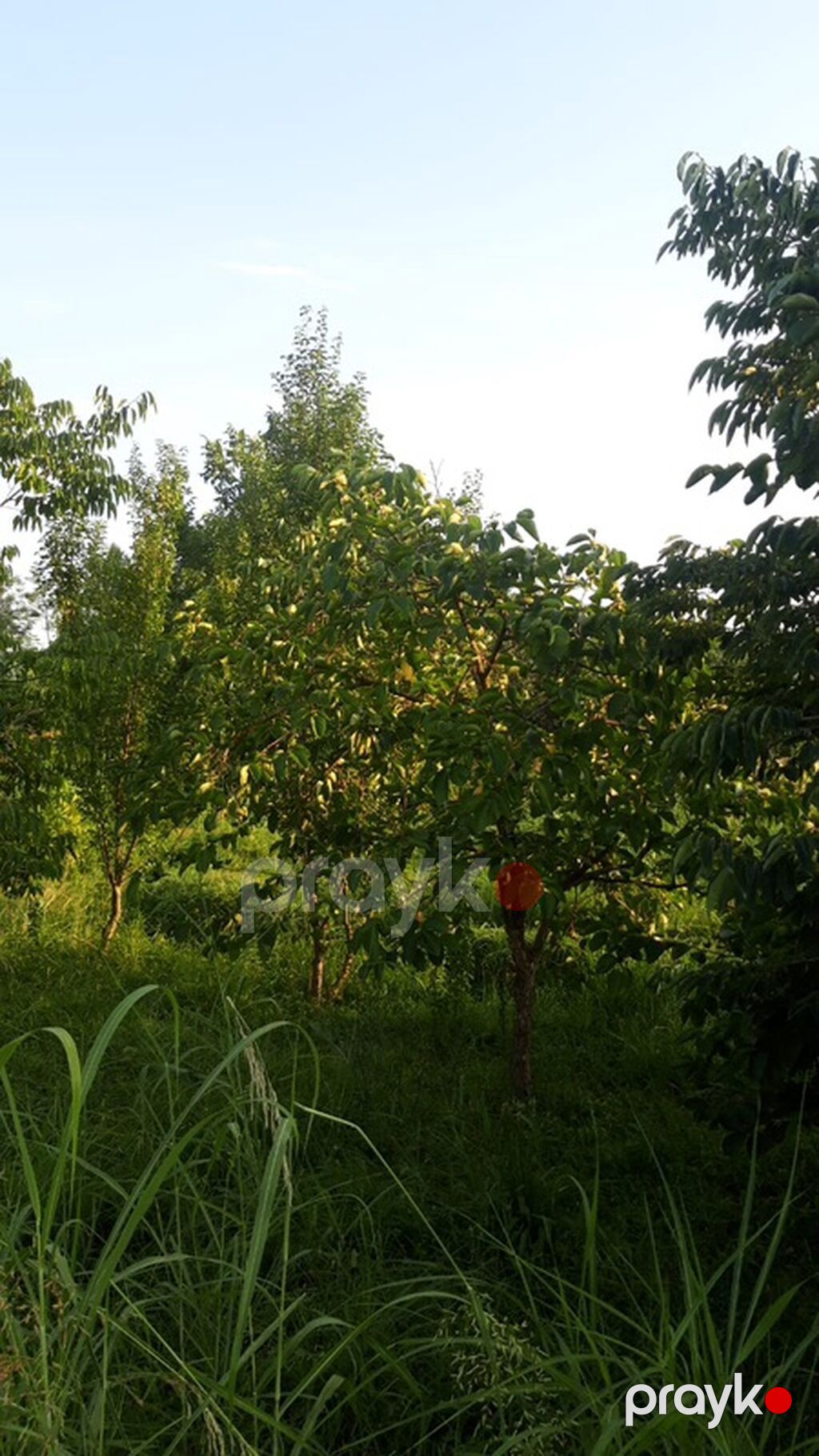 300 sot, Biznes üçün, Mülkiyyətçi, Kupça (Çıxarış) — Torpaq, Göyçay