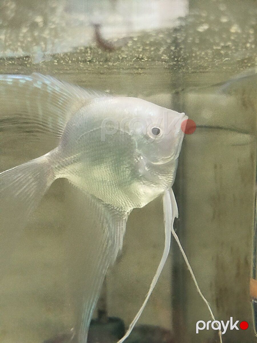 Platin Diamond Valvet — Akvariumlar və balıqlar, Bakı (7)