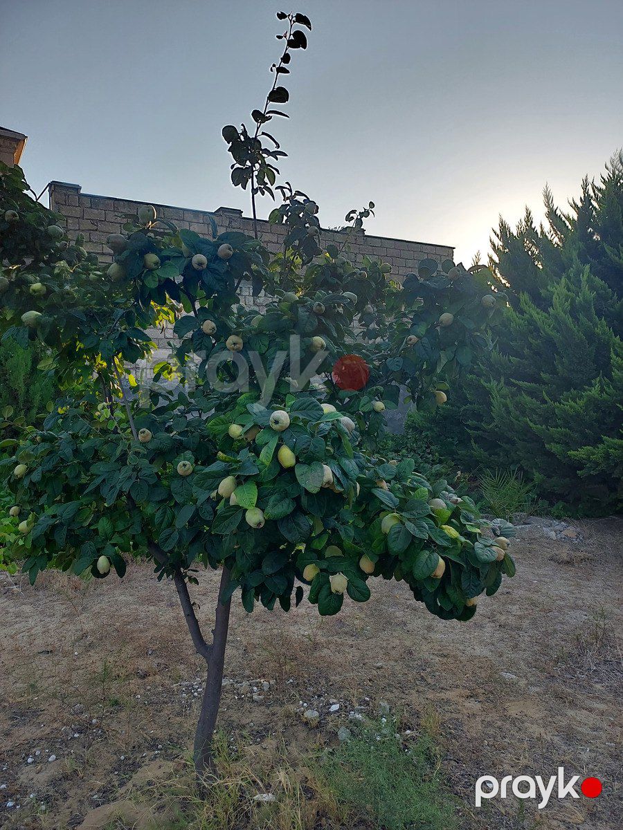 Satılır torpaq 5 sot — Torpaq, Bakı (5)