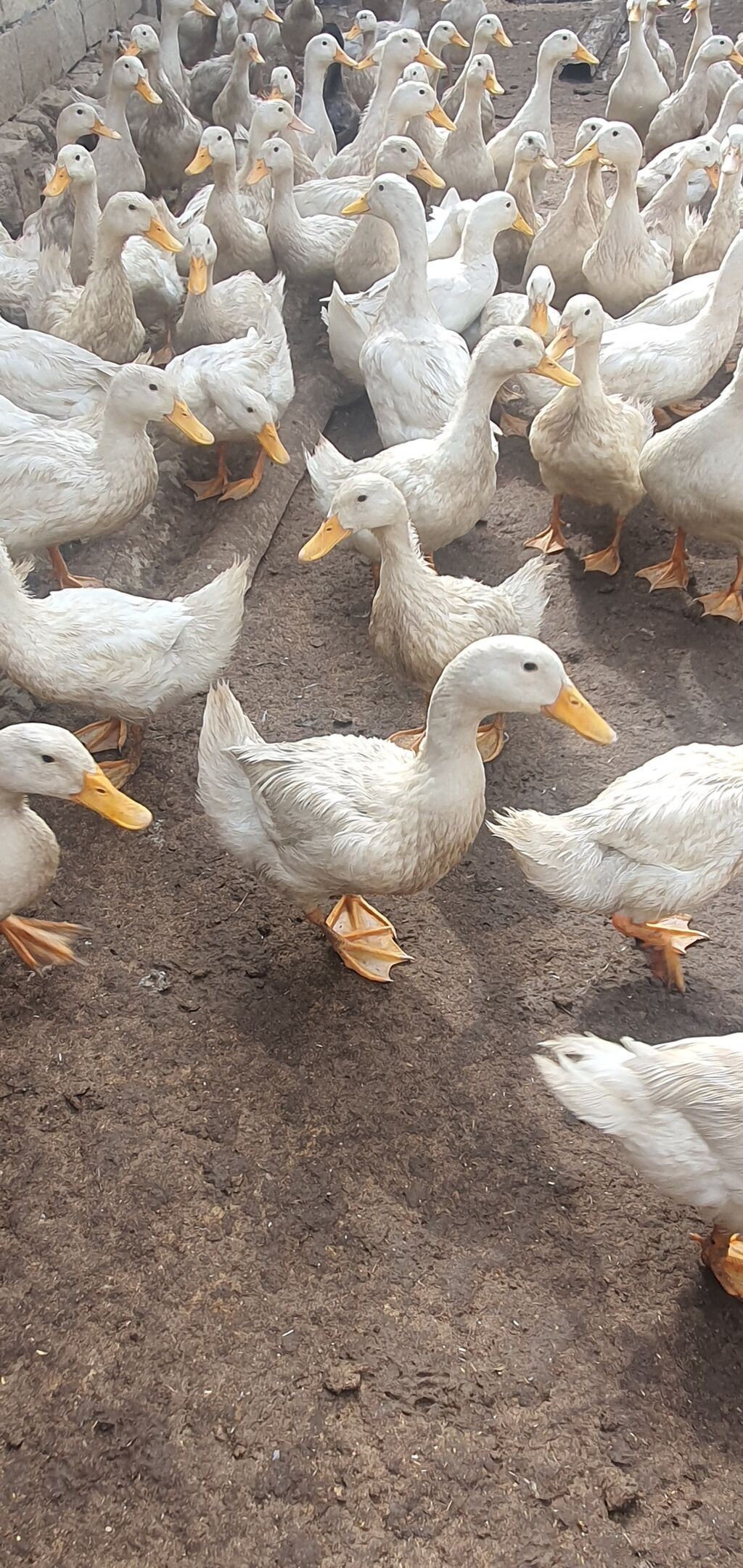 Ağ rəngli ördəklər – iri sürü - Cins: yüngül tip, yumurtacı istiqamət — Digərləri, Şirvan (2)