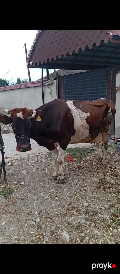 İnək — Xaçmaz