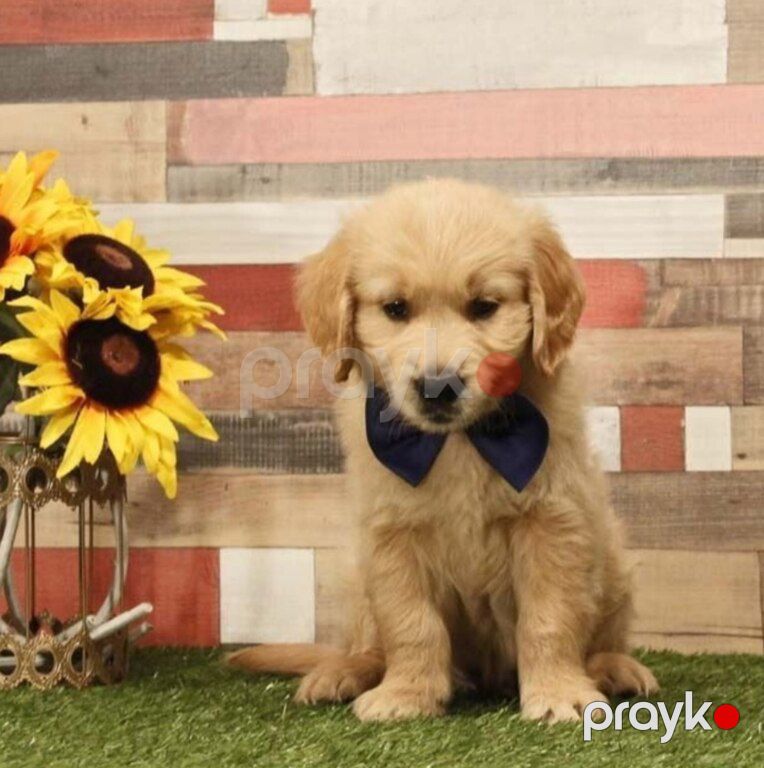 Labrador Retriver — Köpəklər, Bakı (4)