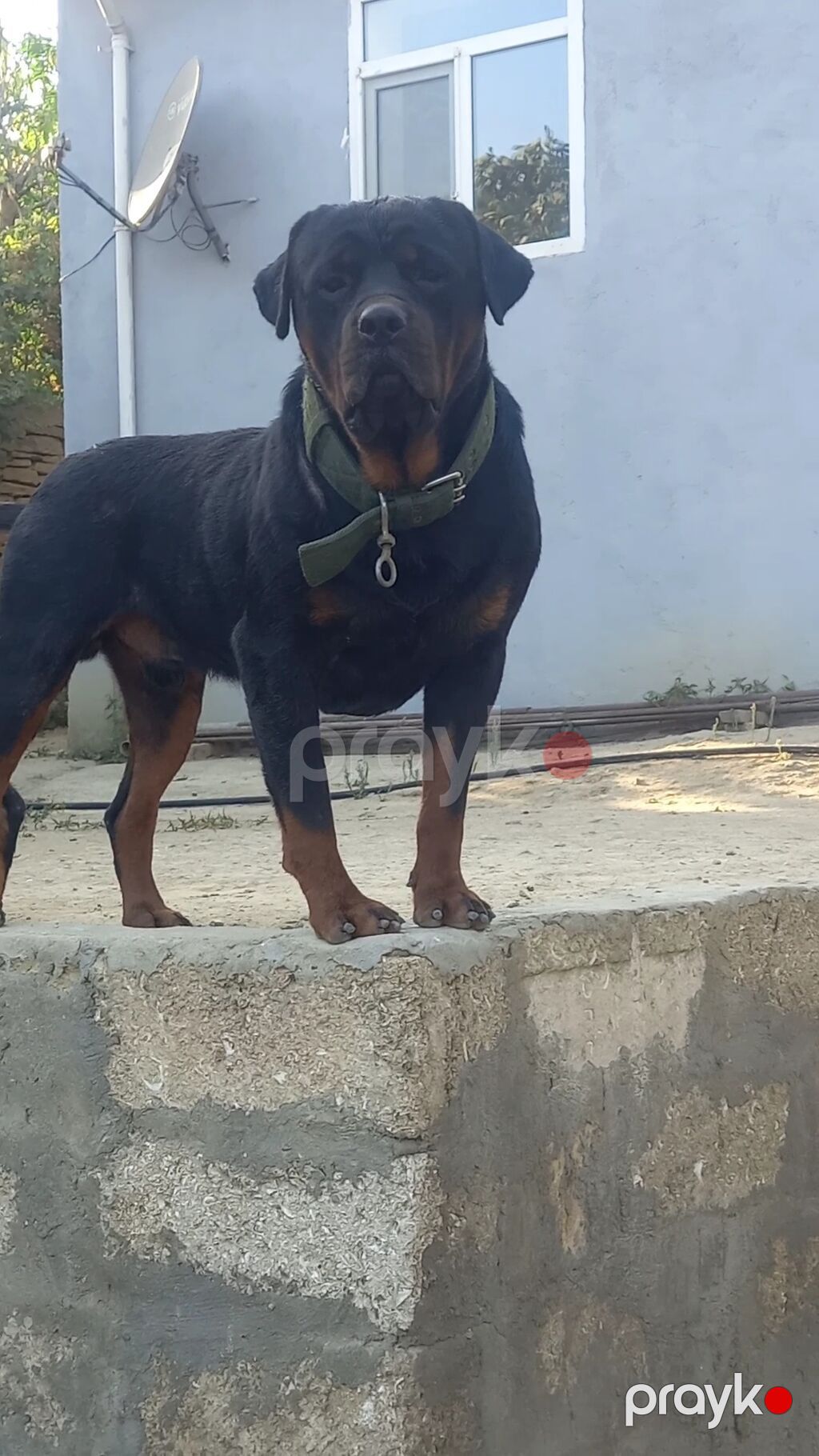 Rotveyler, 2 ay, Erkək, Sənədli, Ünvandan götürmə — Köpəklər, Digah (8)