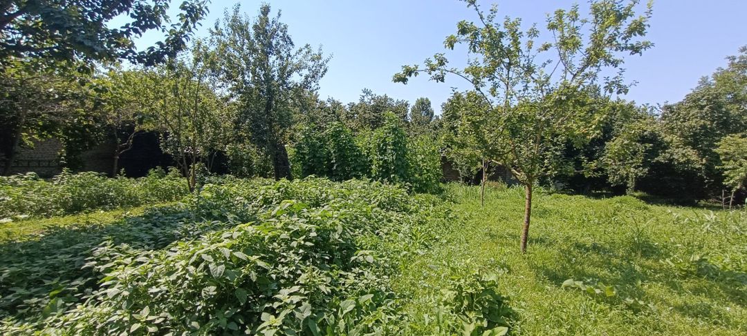 15 sot torpaq sahəsi, Qəbələ ş — Torpaq, Qəbələ (9)