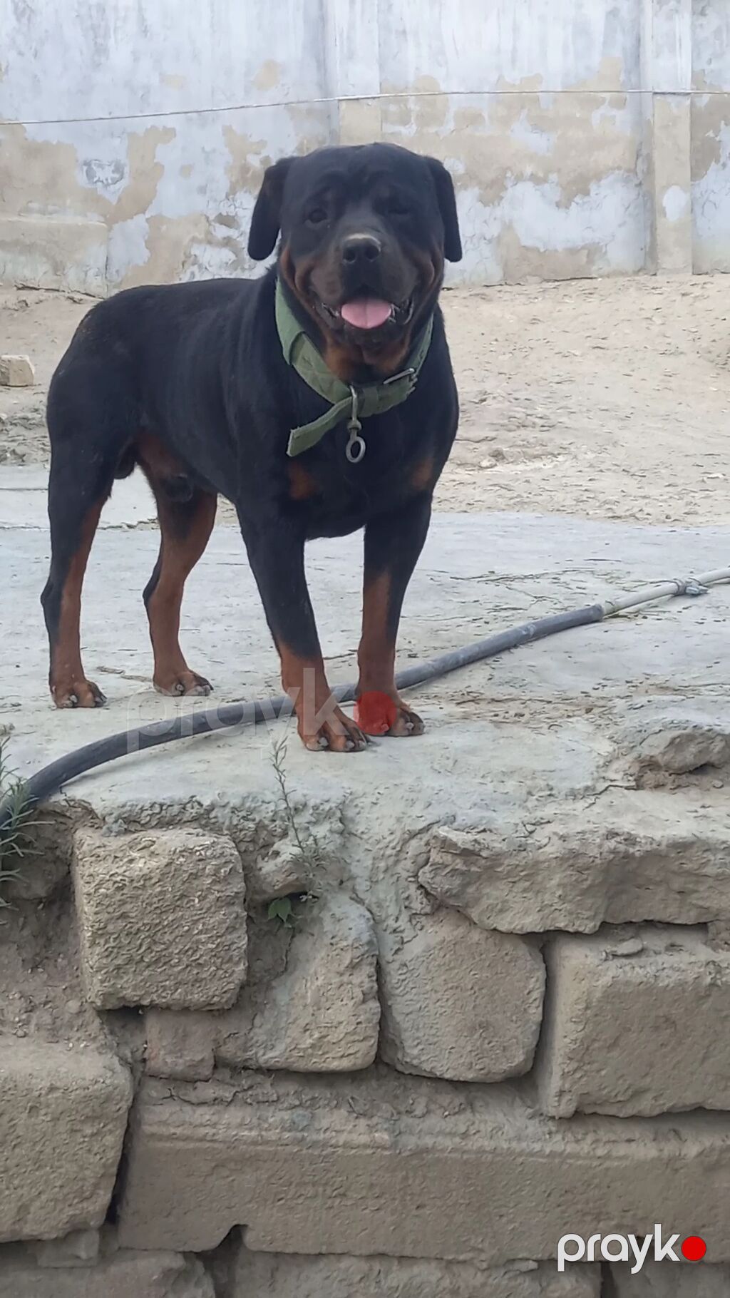 Rotveyler, 2 ay, Erkək, Sənədli, Ünvandan götürmə — Köpəklər, Digah (7)