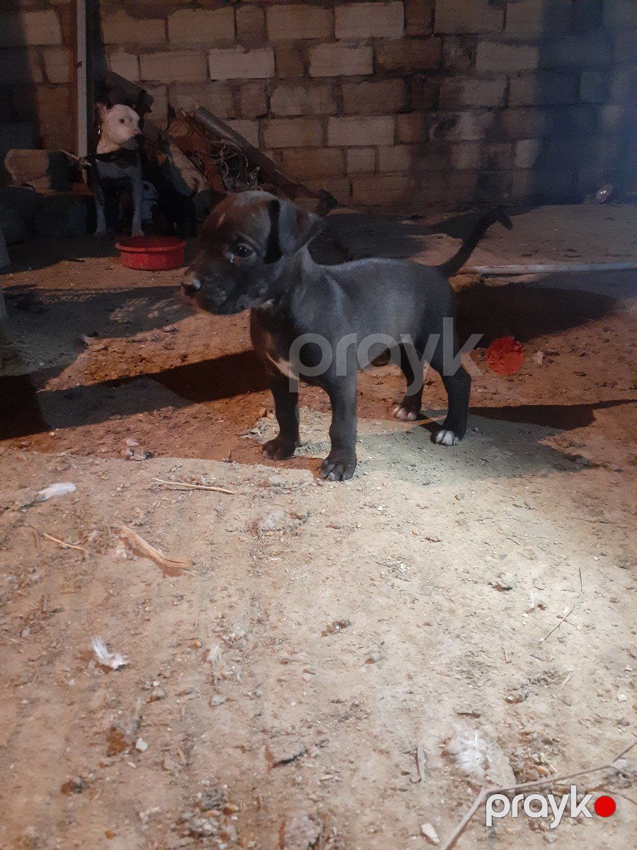 Pitbul balaları — Köpəklər, Bakı