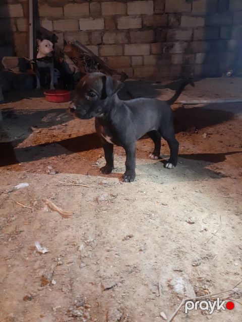 Pitbul balaları — Bakı