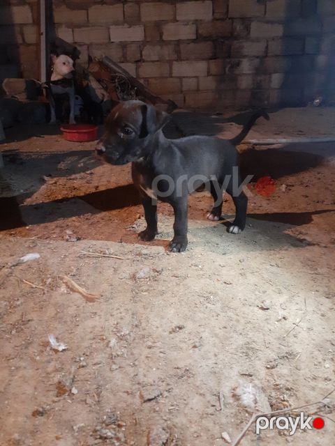 Pitbul balaları — Bakı