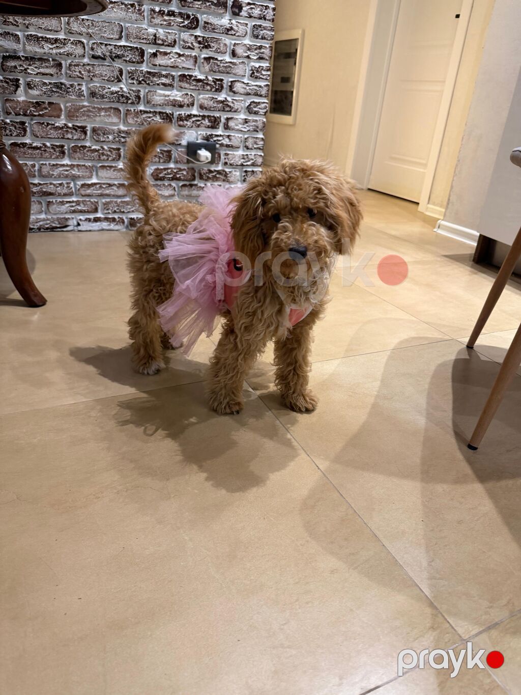 Maltipu (Maltipoo) balası – dişi Rəng: “ice gold” / buzlu krem Doğum — Digər, Bakı (6)
