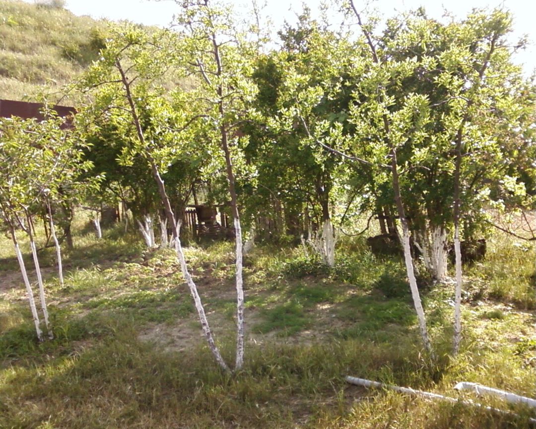 Satılır torpaq 18 sot — Torpaq, Bakı (6)