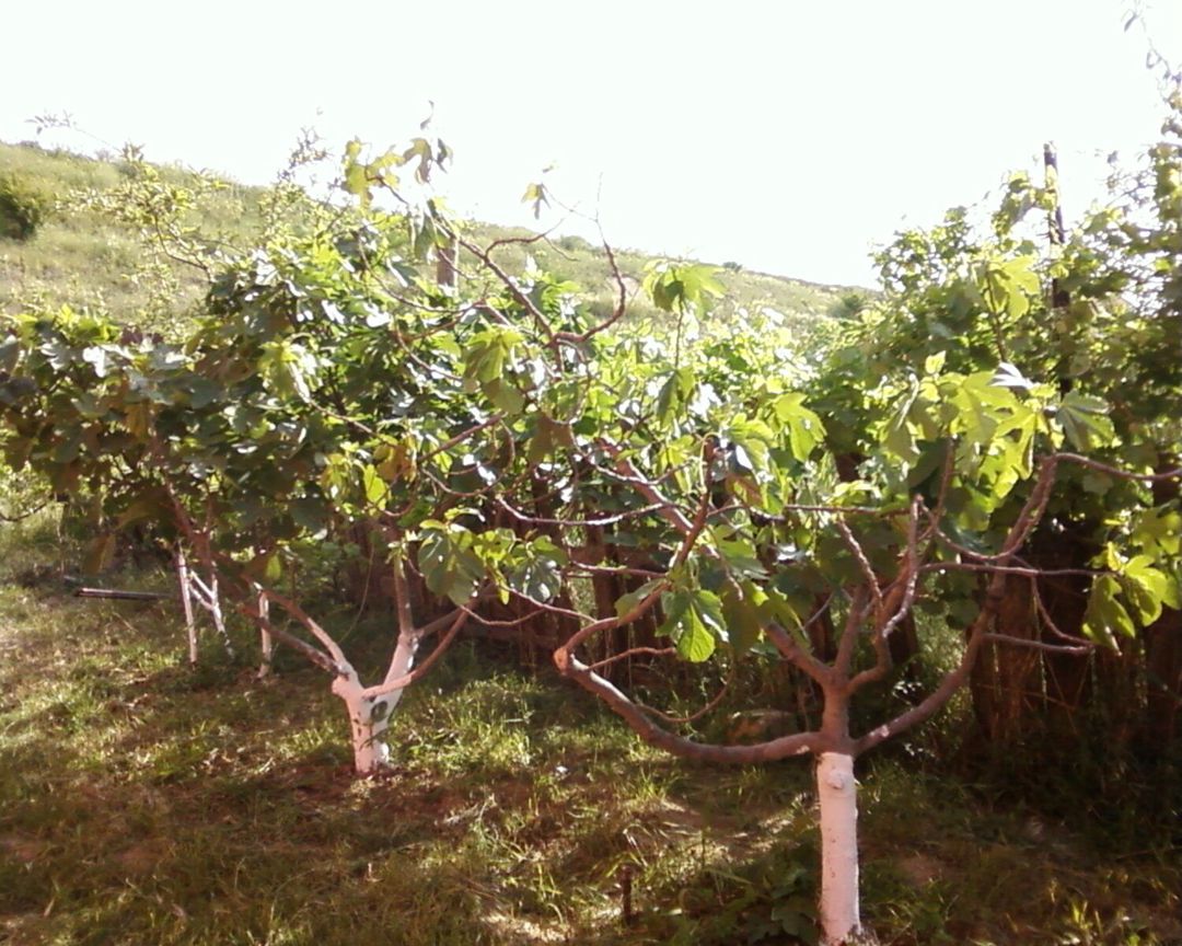Satılır torpaq 18 sot — Torpaq, Bakı (4)
