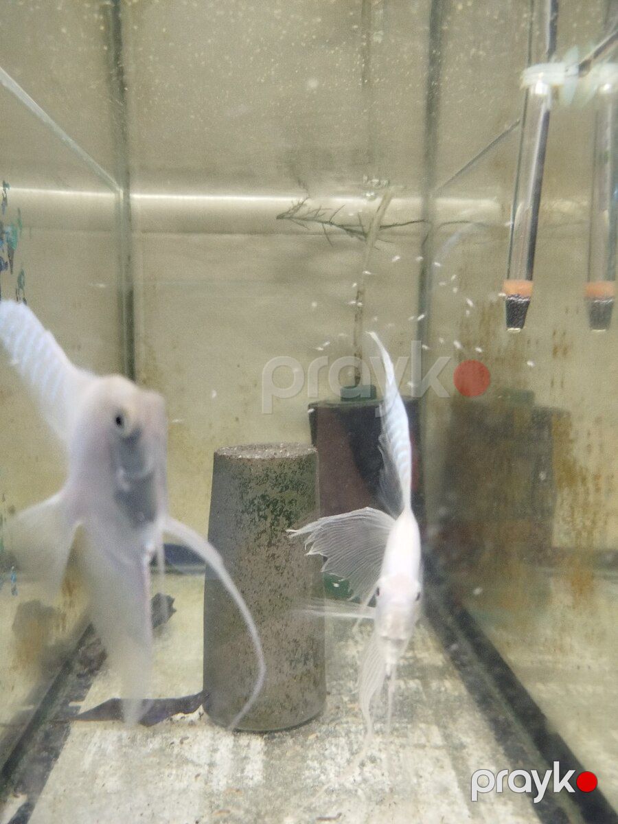 Platin Diamond Valvet — Akvariumlar və balıqlar, Bakı (12)