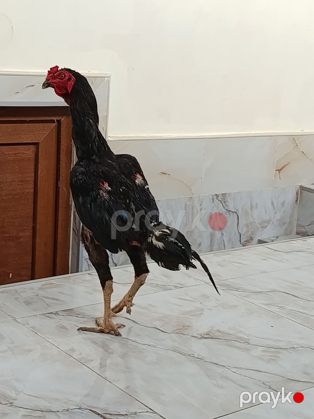 Qara cavan heyvandi tuleyden çixir luboy tayini getir yoxla Cox aktif — Toyuq və xoruz, Bakı (7)