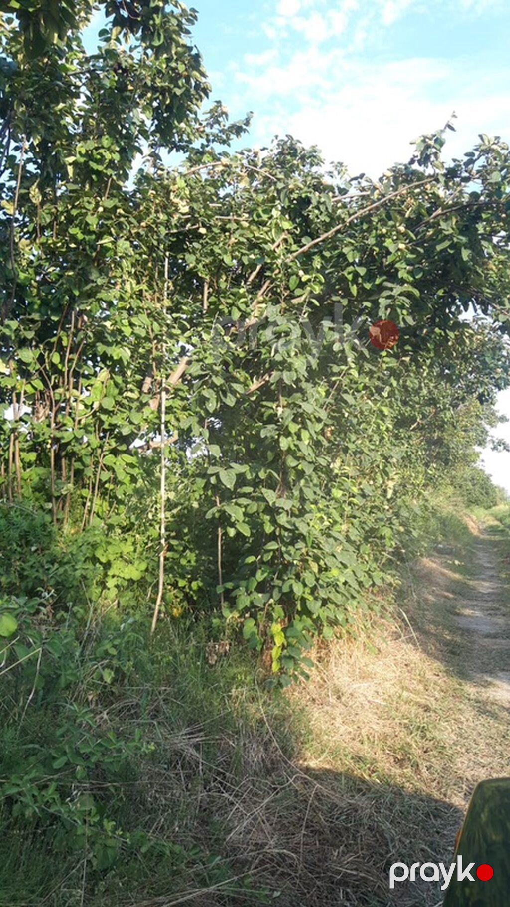 300 sot, Biznes üçün, Mülkiyyətçi, Kupça (Çıxarış) — Torpaq, Göyçay (8)