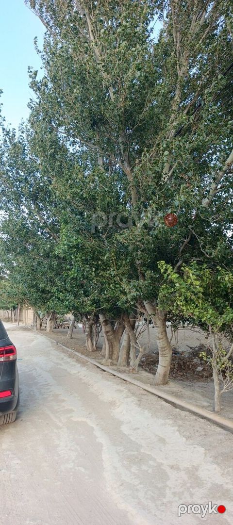 14 sot torpaq sahəsi, Zirə qəs — Bakı