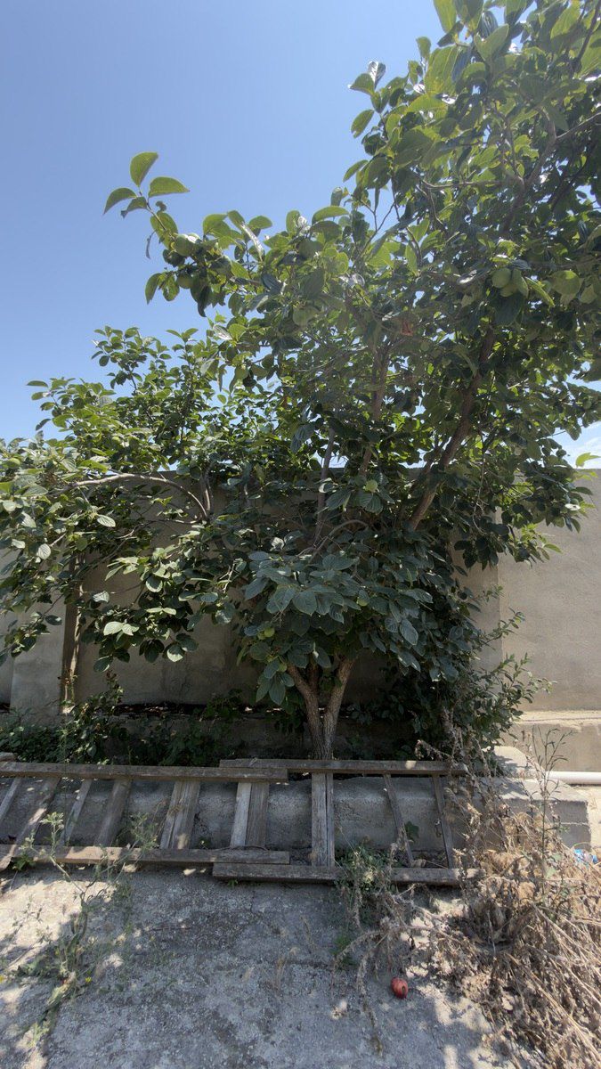 Satılır 5 otaqlı həyət evi/bağ evi 200 m² — Ev, villa, Bakı (9)
