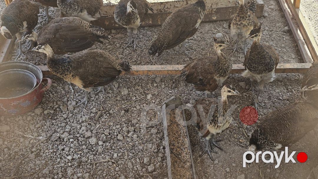 Tovuzquşu — Quşlar, Salyan (7)