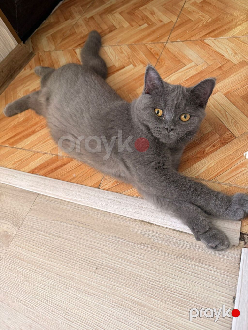 Britan, Yaxşı əllərə, Ödənişli çatdırılma — Pişiklər, Bakı (2)